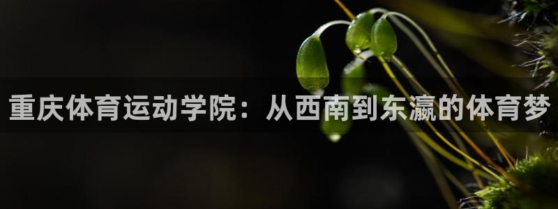 竞技宝下载官网